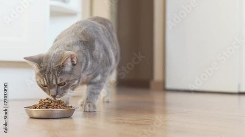 Grey tabby cat going to his bowl and eating dry food