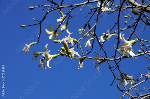 Chorisia Insignis tree in full bloom against a blue sky, Spain. photo