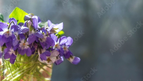 Bouquet of little wild violets. Closeup violets