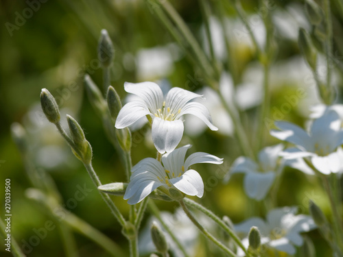 Blütezeit von Filziges Hornkraut (Cerastium tomentosum) photo