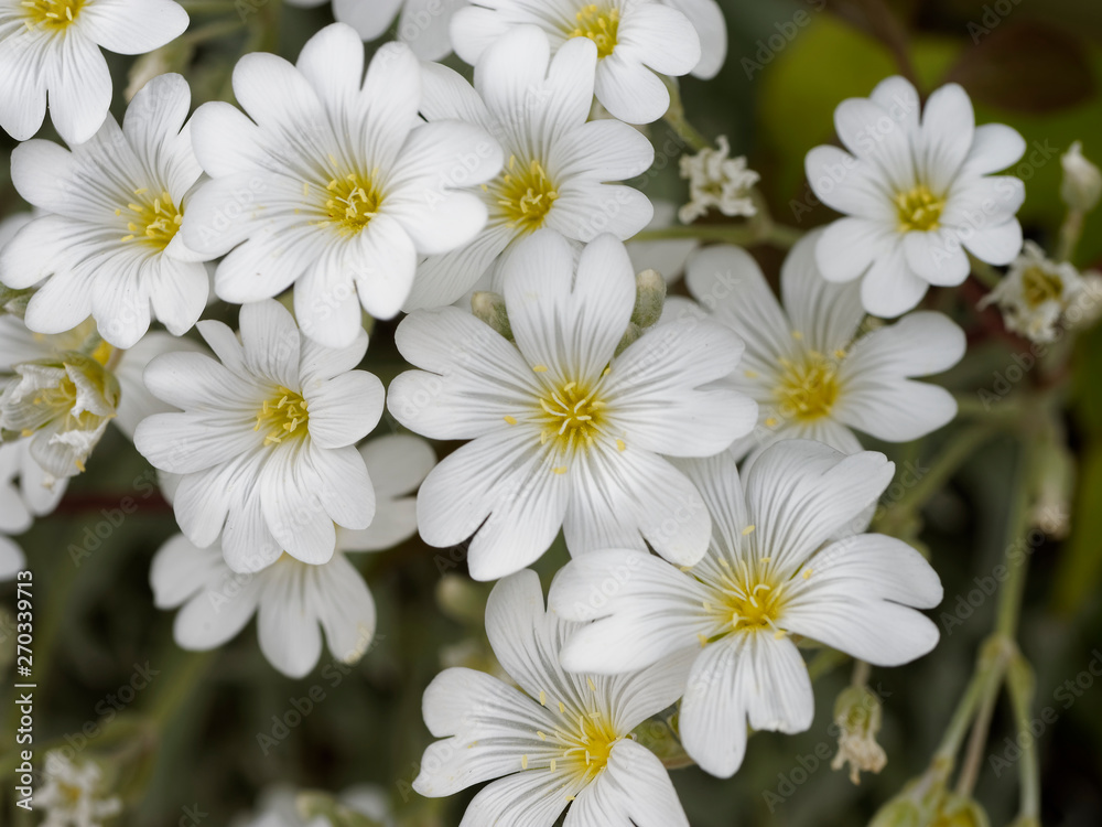 Fototapeta premium Blütezeit von Filziges Hornkraut (Cerastium tomentosum)