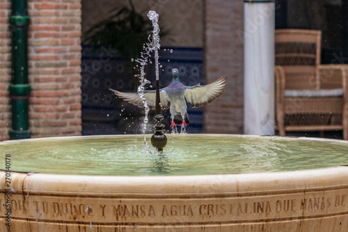 pigeon on fountain