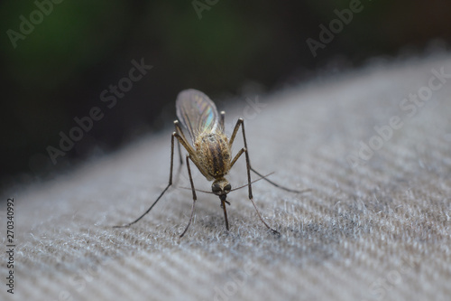 Close up of small mosquito sucking blood through the fabric. Macro photography of an insect.