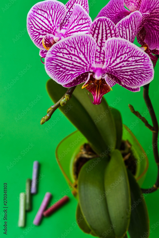 Obraz premium Purple orchid on green background