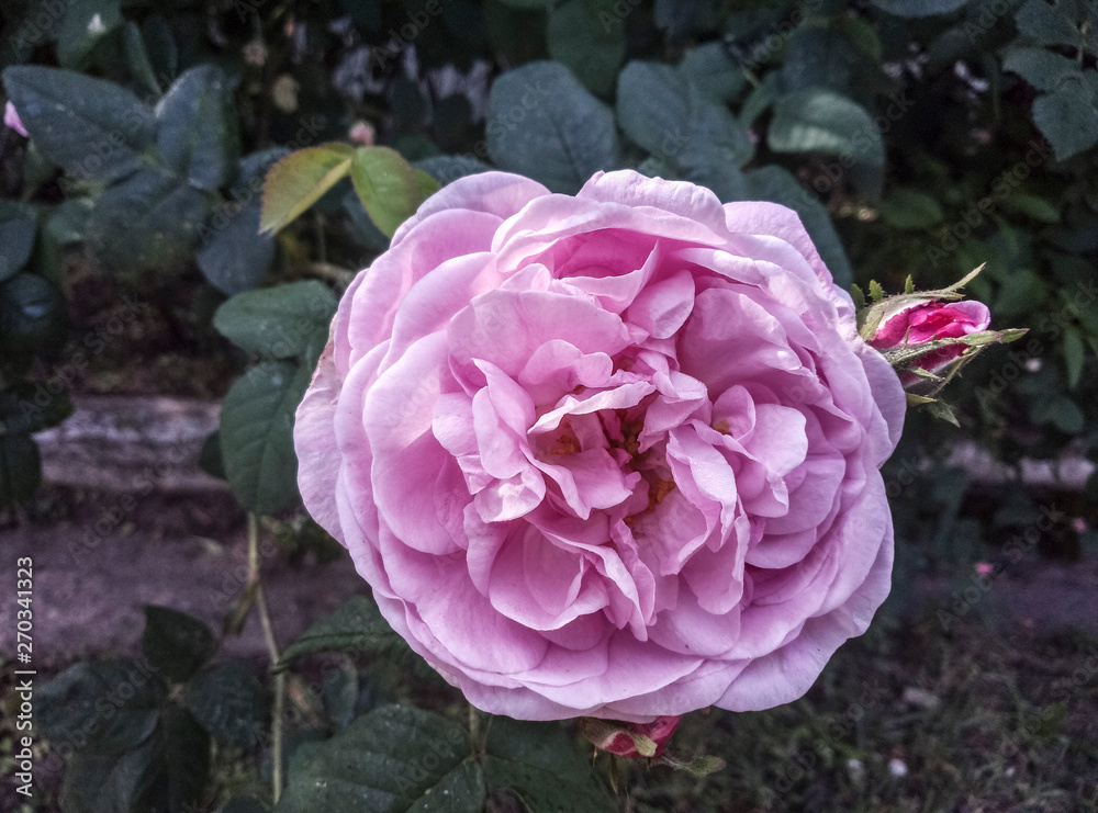 Fototapeta premium Amazing pink rose. Colorful rose in the garden.Beautiful pink rose. Rose is the symbol of love in valentine day
