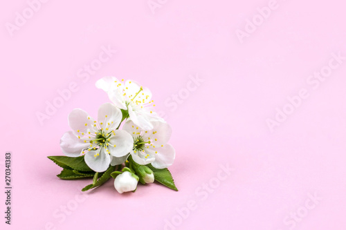 White flower cherry blossom on pink background.