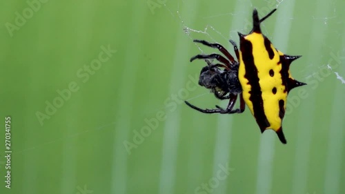 Top view yellow spider with prey on web, spiny-backed orb weaver photo