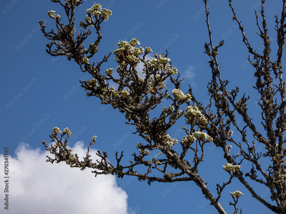 mossy flowering tree branch below a cloud mossy flowering tree branch below a cloud