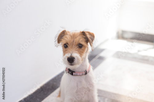 Fox Terrier Puppy Jack Russell Terrier