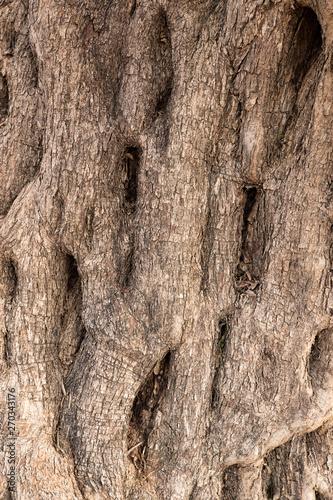 Abstract texture of olive tree
