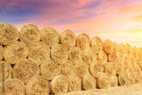 Round straw bales haystack on farmland at sunset
