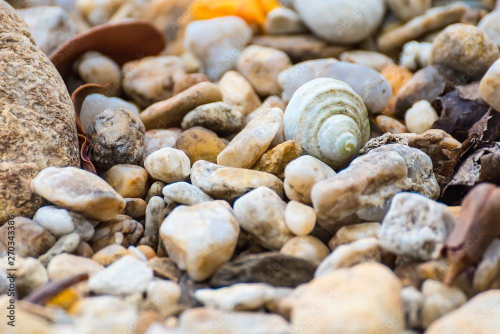 One large seashell lies on top of many small round seashells.Thailand.