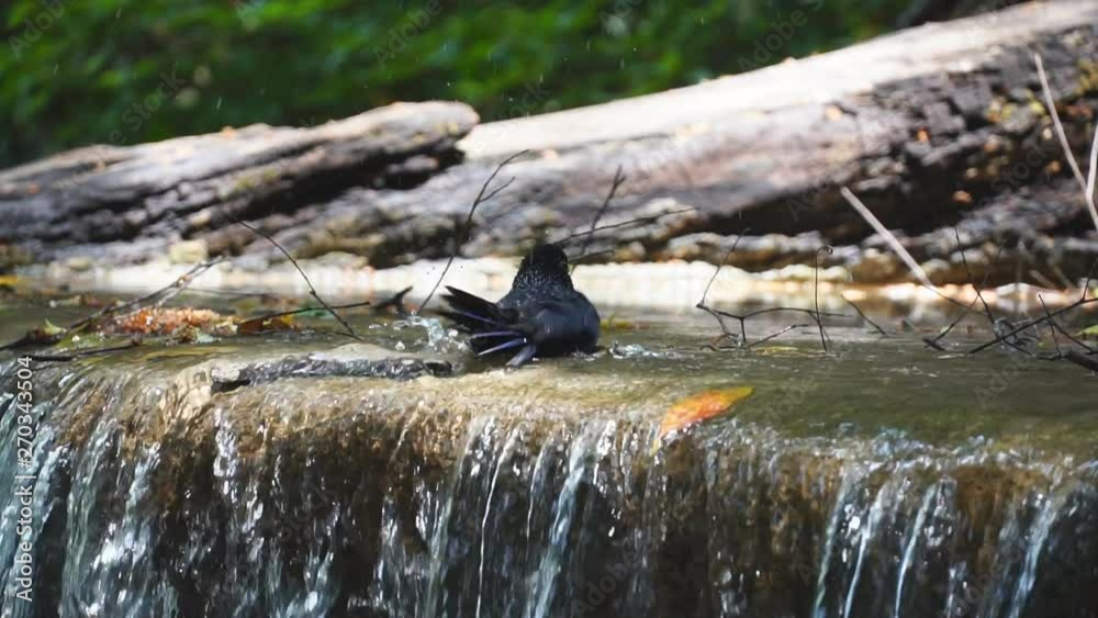 bird bath drinking with water splashing from waterfall slow motion. bird bath drinking with water splashing from waterfall slow motion.