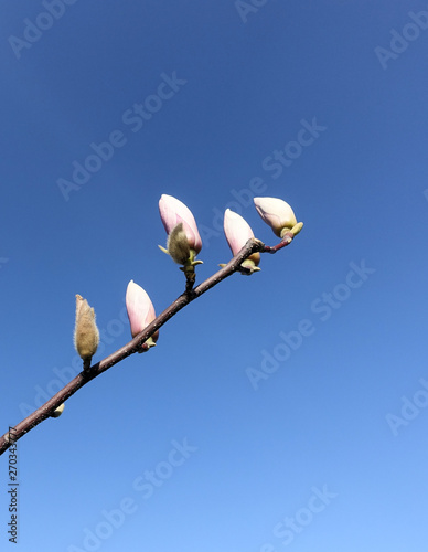 Background orchid buds against a blue sky