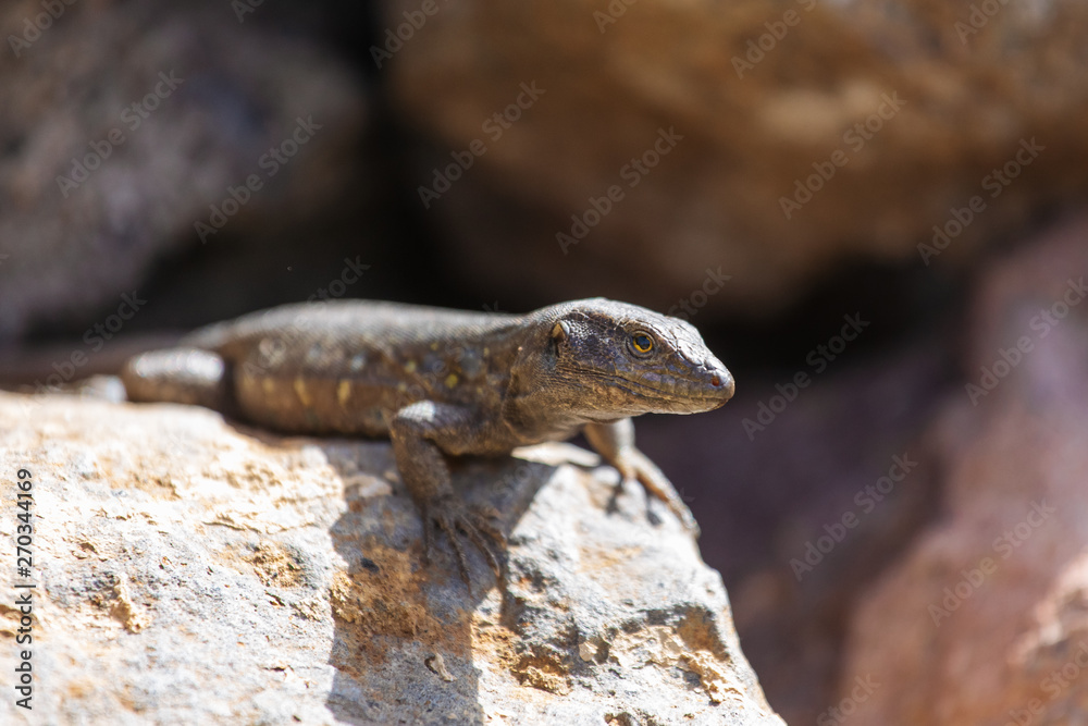 Lizard close up. Wild nature and animal background. Wildlife, reptile Lizard close up. Wild nature and animal background. Wildlife, reptile