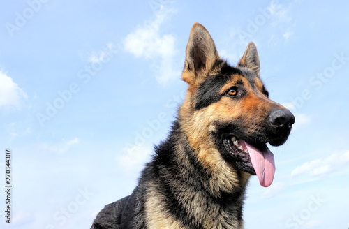 Background german shepherd © Oksana