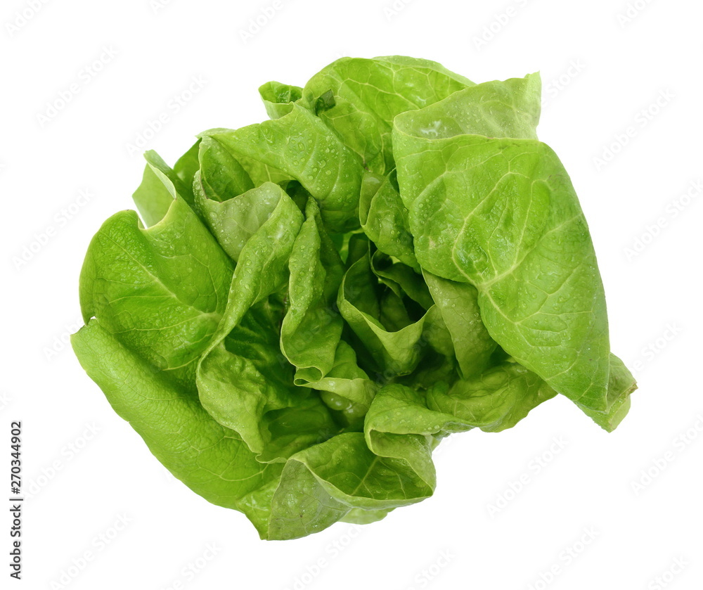 Fresh green salad isolated on white background. Food background with drops of water. Fresh butterhead salad. Green butter lettuce vegetable or salad on white surface. Fresh green salad isolated on white background. Food background with drops of water. Fresh butterhead salad. Green butter lettuce vegetable or salad on white surface.