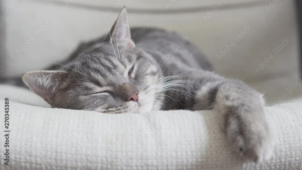 Gray striped cat relaxing on soft chair closeup