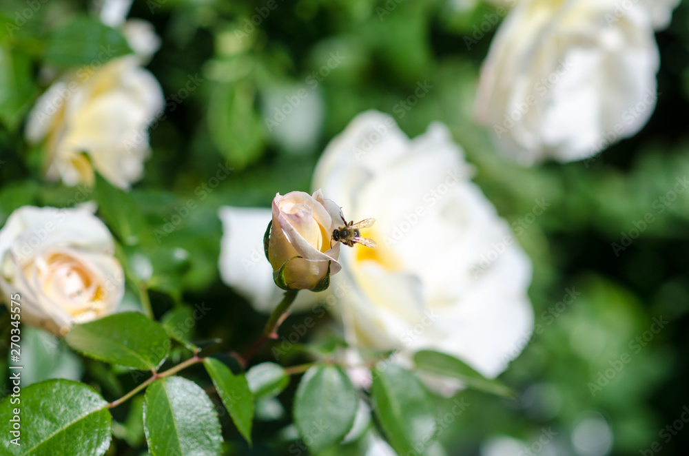 The rose scented with its pollen attracts bees! The rose scented with its pollen attracts bees!