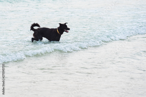 Dog Running on the Beach.Dog in the sea.Thailand.