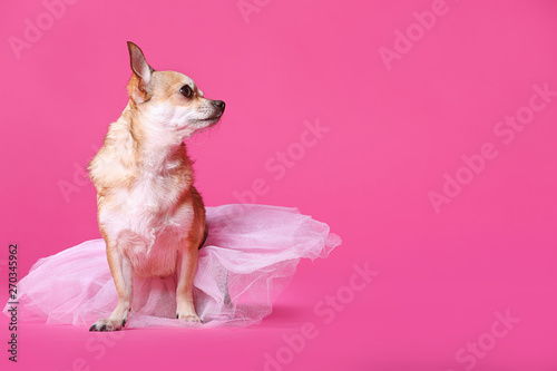Obraz na plátně Cute chihuahua dog in skirt on color background