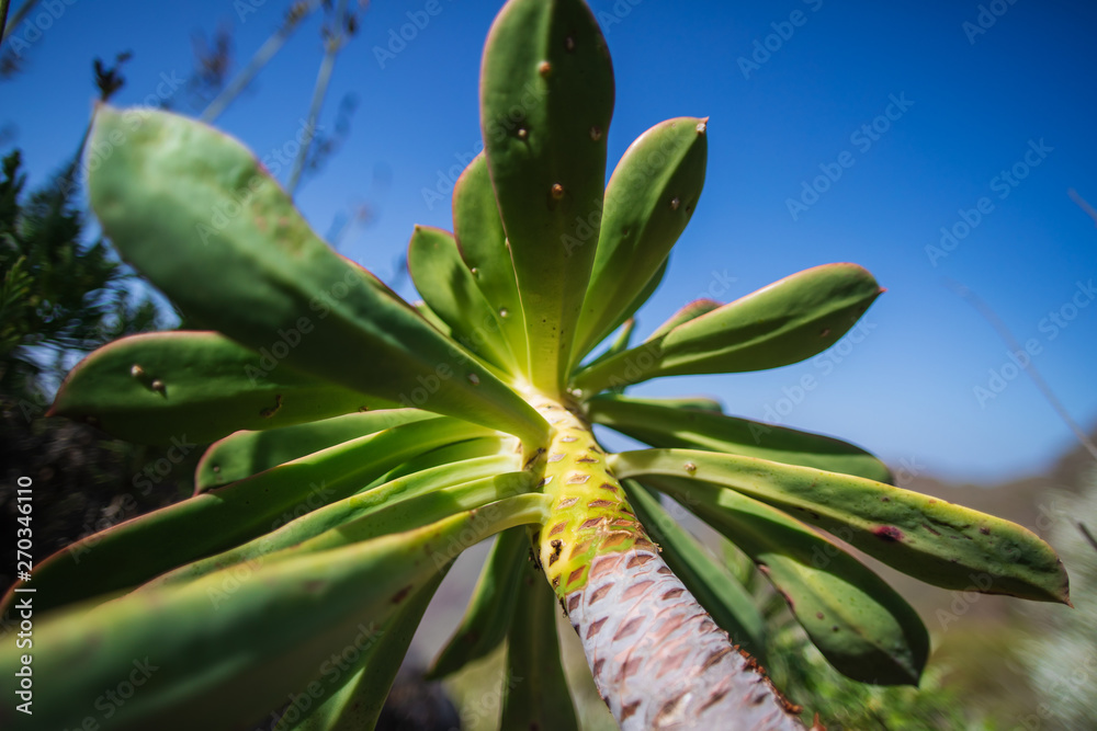 Obraz premium Succulent. Plant in the wild. Tenerife - Canary Islands, Spain. 