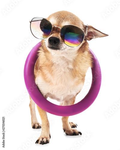 Cute chihuahua dog with sunglasses and inflatable ring on white background © Pixel-Shot