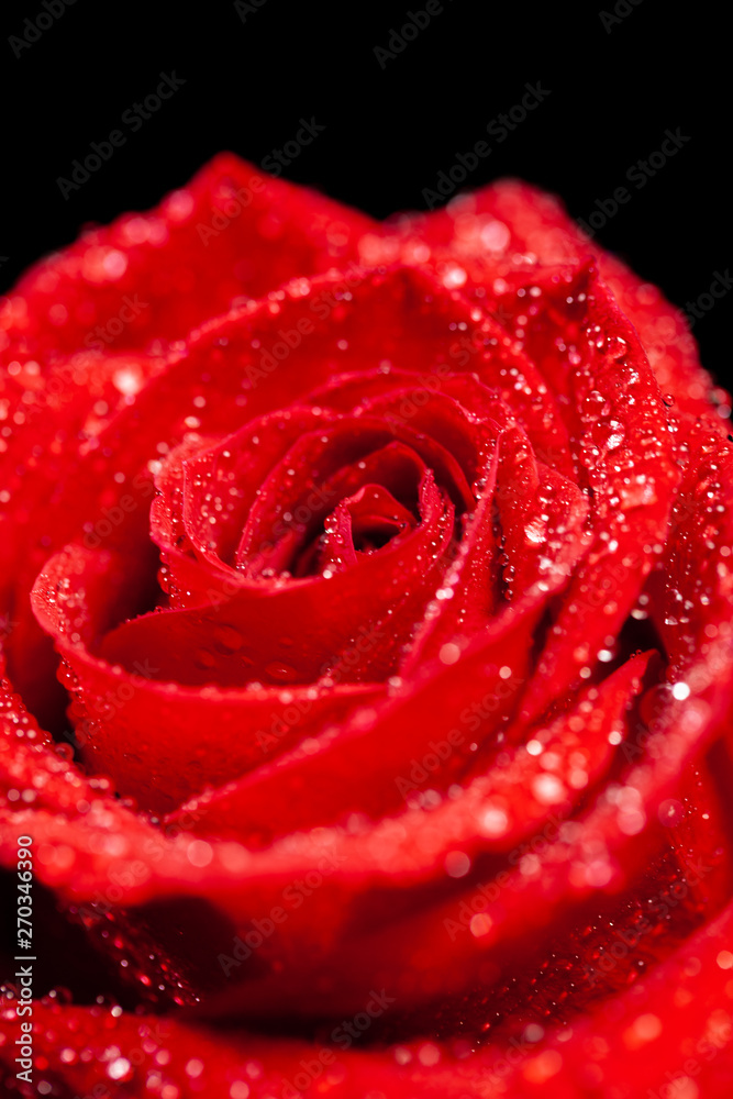 Close up of fresh beautiful red rose over black background