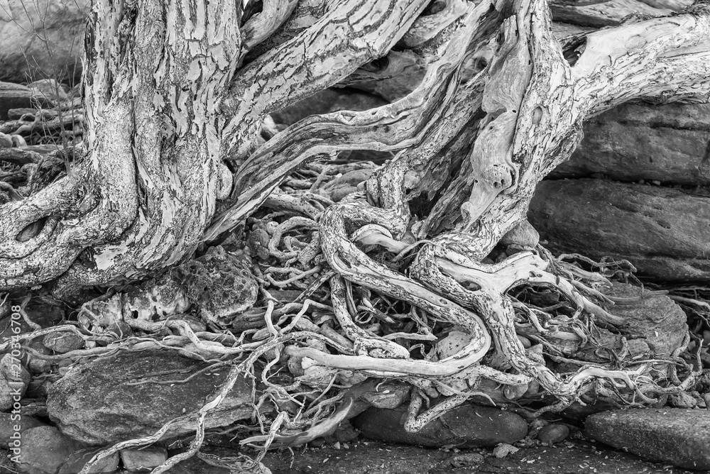 Photo Black and White of The spreading root system of the old tree on the ground. The variety of shapes in wild nature. Perfect background for the various kinds of collages,Thailand.