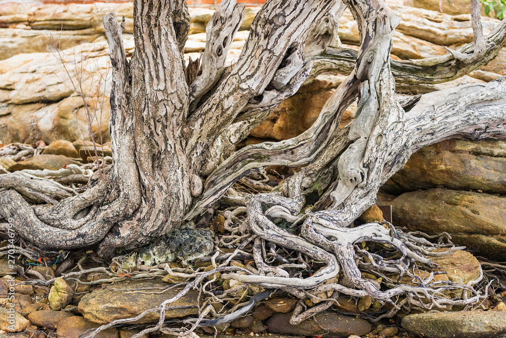 The spreading root system of the old tree on the ground. The variety of shapes in wild nature. Perfect background for the various kinds of collages, illustrations and digital media.Thailand. The spreading root system of the old tree on the ground. The variety of shapes in wild nature. Perfect background for the various kinds of collages, illustrations and digital media.Thailand.