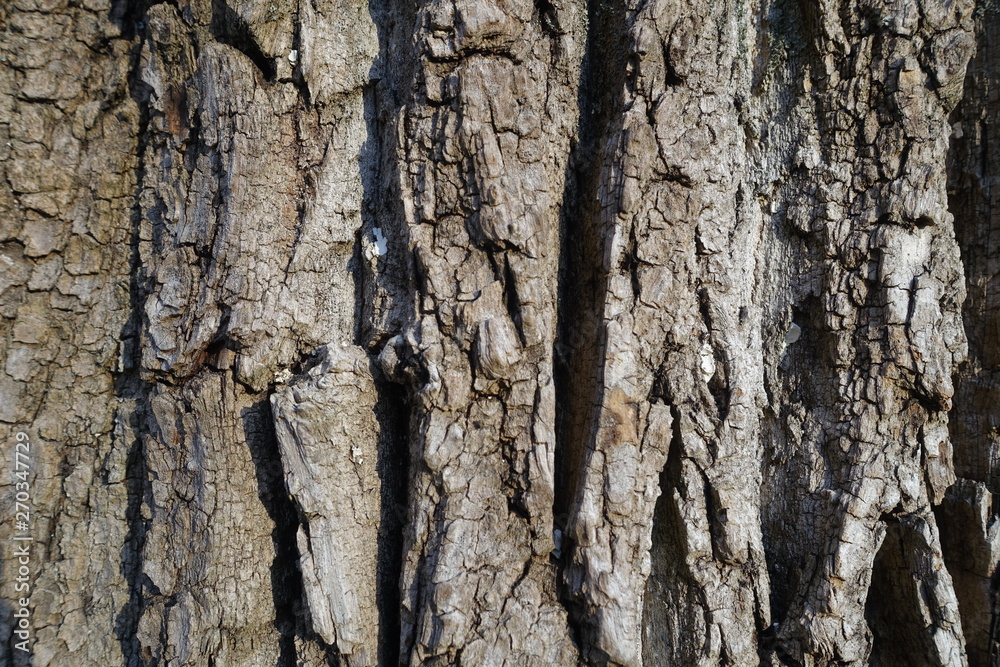 Background tree bark in different variations Background tree bark in different variations
