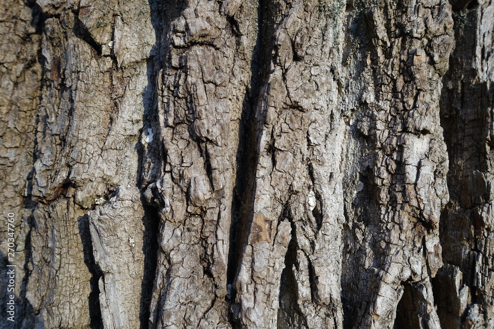Background tree bark in different variations Background tree bark in different variations
