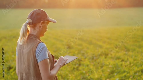 Back view of A farmer works in a field of young corn, uses a tablet. photo