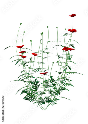 3D Rendering Red Poppy Flowers on White