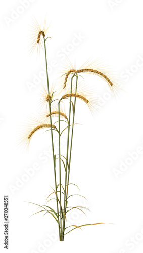 3D Rendering Wheat Plant on White