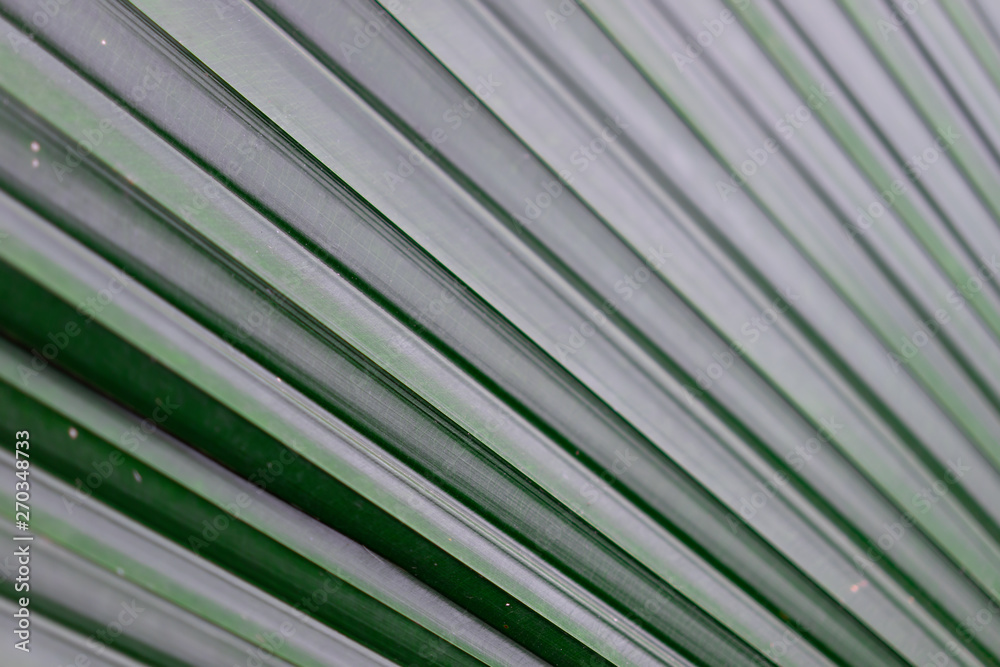 Textured green leaf for background. Textured green leaf for background.