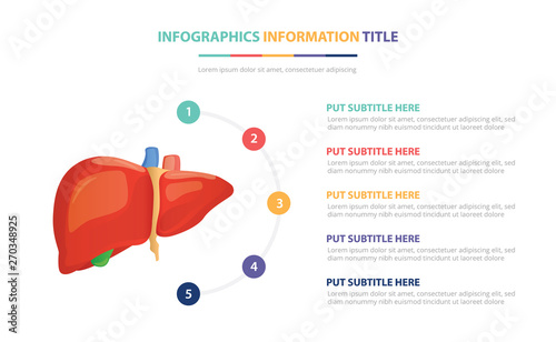 human liver anatomy infographic template concept with five points list and various color with clean modern white background - vector