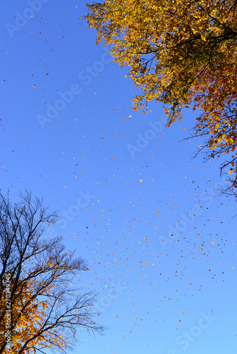 Looking up at the blue sky and the autumn leaves falling in the gap between the trees