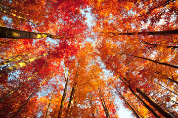 Bottom view of the tops of trees in the autumn forest. Splendid morning scene in the colorful woodland. Beauty of nature concept background.