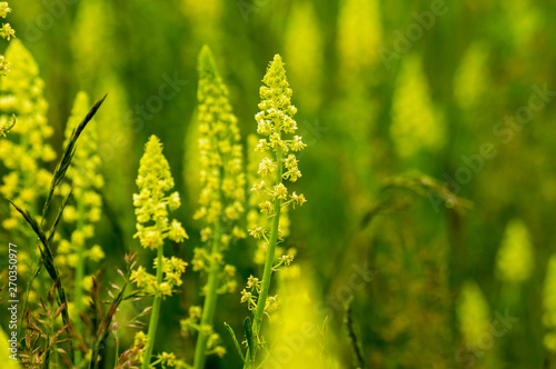 Reseda lutea - the yellow mignonette or wild mignonette - is a species of fragrant herbaceous plant native of Eurasia and North Africa. Its roots have been used to make a yellow dye called 