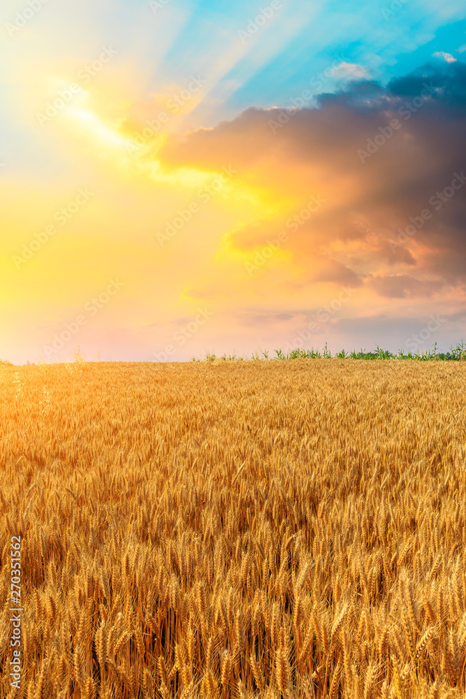 Fototapeta premium Wheat crop field sunset landscape