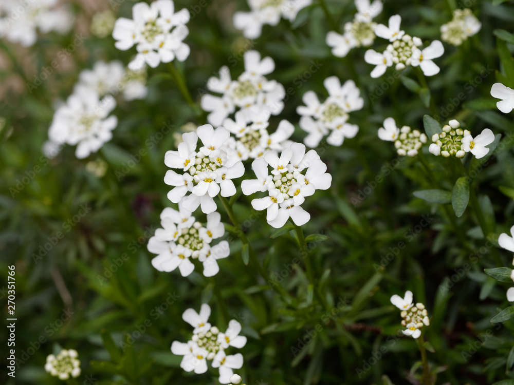 Iberis sempervirens - Evergreen or perennial candytuft Iberis sempervirens - Evergreen or perennial candytuft