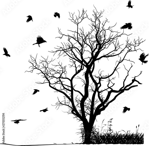 black dry large tree and crows silhouettes on white
