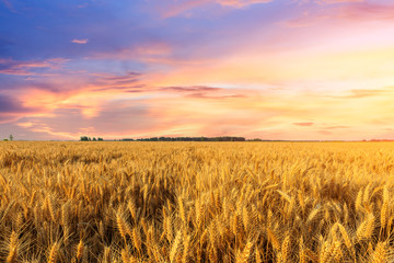 Fototapete Honigfarbe Weizenfeld Sonnenuntergang Landschaft  © ABCDstock