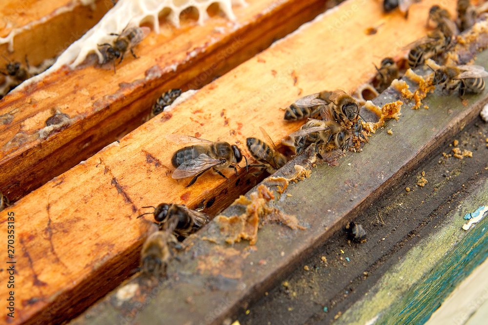 Close up view of the bees swarming on a honeycomb.. Close up view of the bees swarming on a honeycomb..