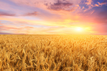 Wheat crop field sunset landscape