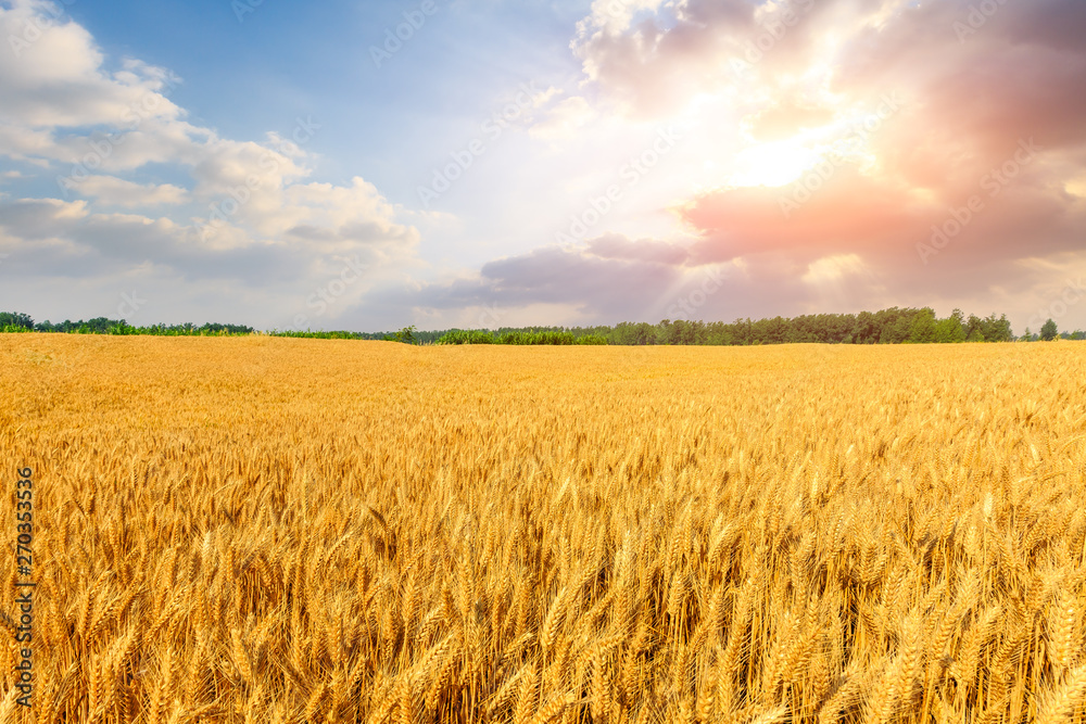Naklejka premium Wheat crop field sunset landscape
