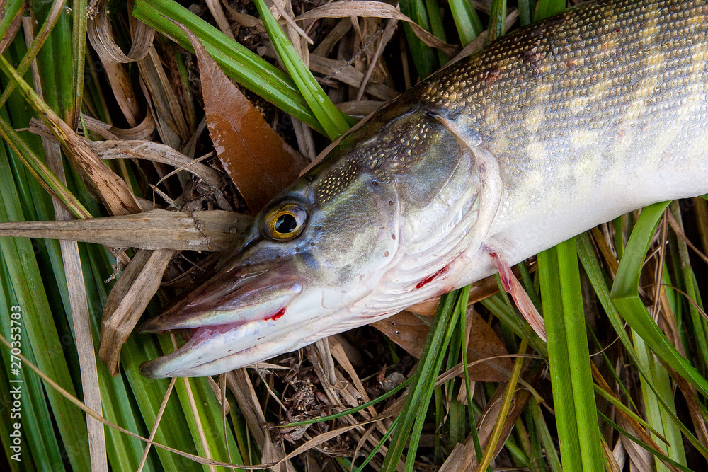 Close up view of big freshwater pike lies on dry and green reed.. Close up view of big freshwater pike lies on dry and green reed..