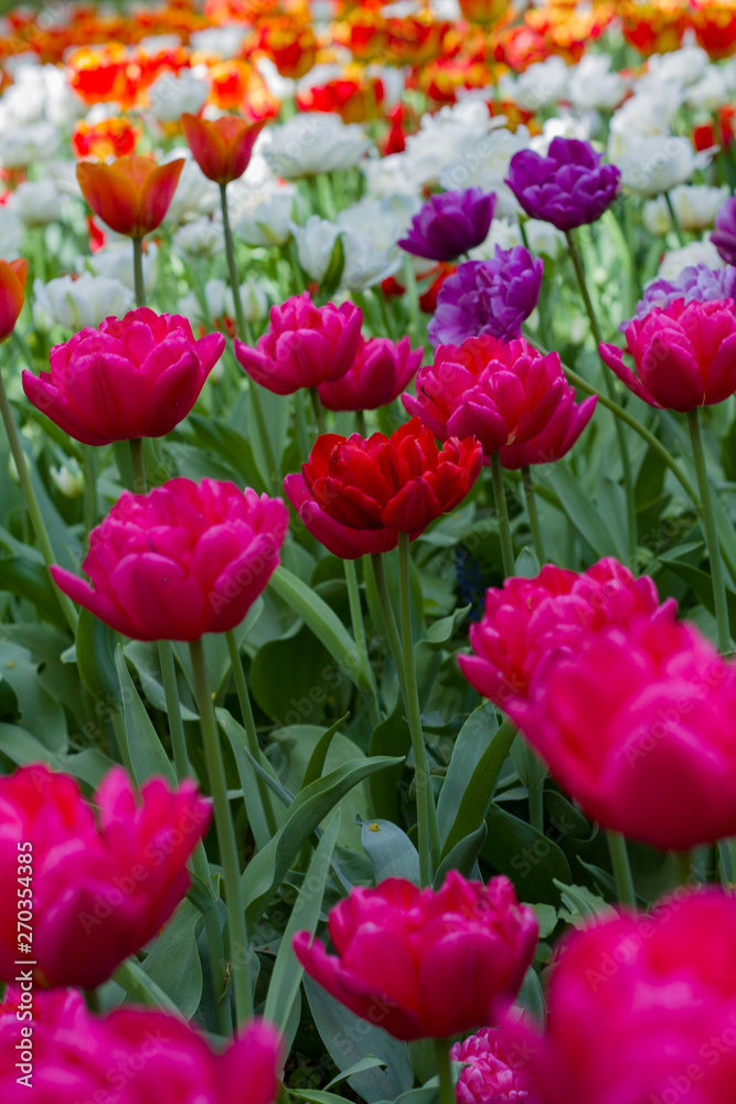 a large glade dotted with multicolored tulips lit by the bright sun. a large glade dotted with multicolored tulips lit by the bright sun.
