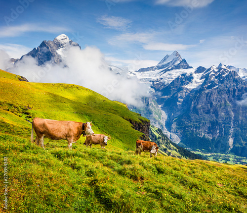 Cattle on a mountain pasture. Colorful morning view of Bernese Oberland Alps, Grindelwald village location. Wetterhorn and Klein Wellhorn mountains on background. Switzerland, Europe.